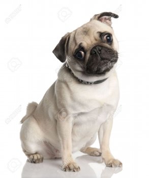 4712577-pug-18-months-old-in-front-of-a-white-background.jpg