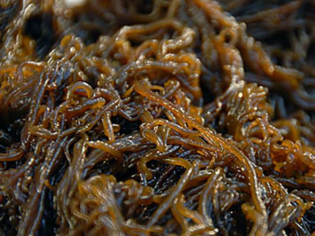 4 điều bất ngờ về tảo nâu fucoidan Nhật Bản có thể bạn chưa biết